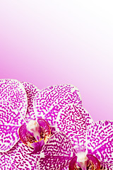 Image showing violet orchid