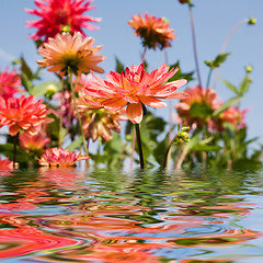 Image showing summer garden flowers