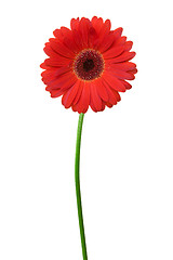 Image showing red gerbera 