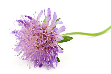 Image showing close up of purple flower