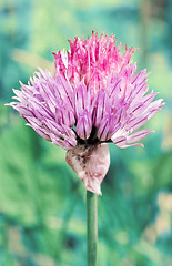 Image showing purple flower bloom on blurry blue background