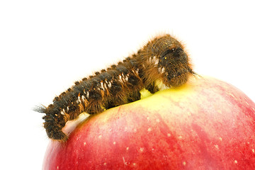 Image showing  red apple and caterpillar