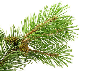 Image showing green pine branch