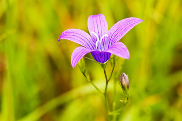 Image showing purple flower bloom