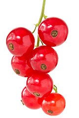 Image showing red currant 