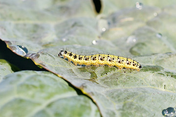 Image showing cutworm crawling on a cabbage