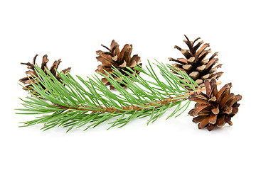 Image showing cones and green pine branch