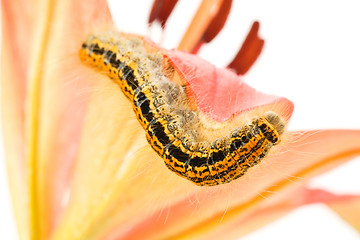 Image showing caterpillar crawling on flower