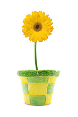 Image showing yellow gerbera in a pot