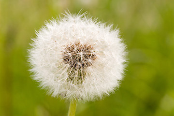 Image showing close-up of dandelion clock