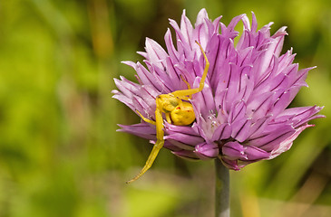 Image showing  spider sitting on purple flower