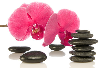 Image showing pebbles with beautiful orchid