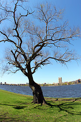 Image showing Tree by the river