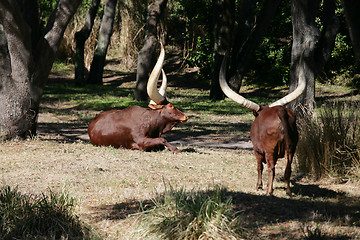 Image showing Ankole Longhorn Cattle/Ankole cow with huge horns 