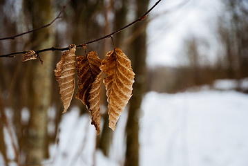 Image showing Leaves at winter
