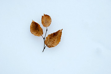 Image showing Hornbeam twig