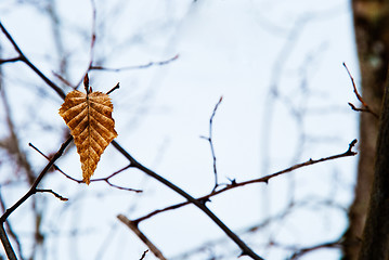 Image showing Winter leaf