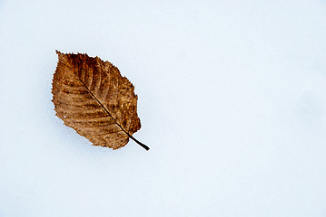 Image showing Fallen hornbeam leaf