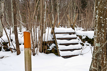 Image showing Path in forest