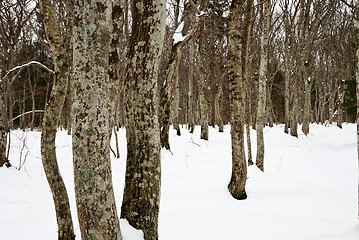 Image showing Hornbeam trunks