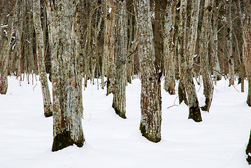 Image showing Common hornbeam forest