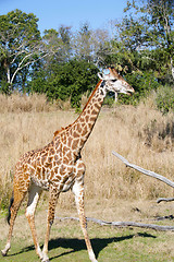 Image showing Giraffe in Africa.  Focus in the body.