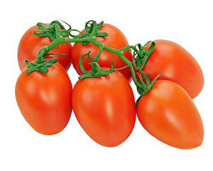 Image showing tomatoes on the vine isolated on white background