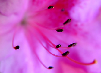 Image showing Abstract of a flower