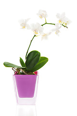 Image showing miniature white orchid arrangement centerpiece in vase isolated 