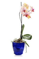 Image showing orchid arrangement centerpiece in blue vase isolated on white ba