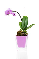 Image showing miniature orchid arrangement centerpiece in vase isolated on whi