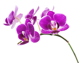 Image showing violet orchid isolated on white background 