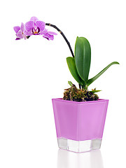 Image showing rare miniature orchid arrangement centerpiece in vase isolated o