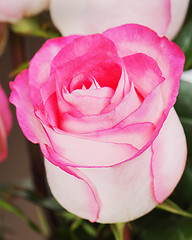 Image showing rose isolated on white background