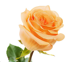 Image showing yellow rose isolated on white background