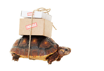 Image showing Tortoise Slow Mail