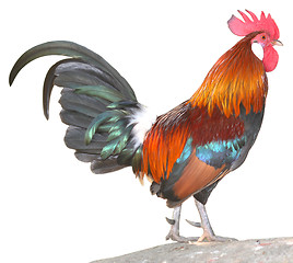 Image showing rooster