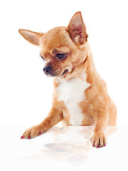 Image showing red chihuahua dog isolated on white background