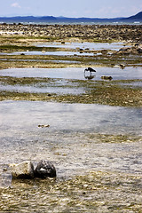 Image showing little bird beach sky 