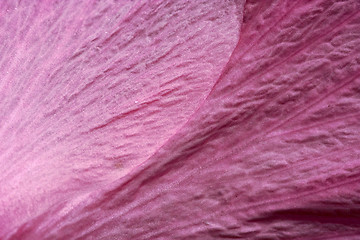 Image showing rose texture in bahamas