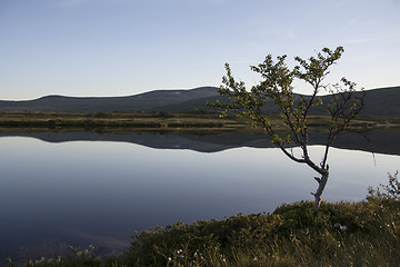 Image showing Lonely tree by the lake