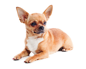 Image showing red chihuahua dog isolated on white background