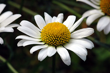 Image showing Soft summer, Wild flowers