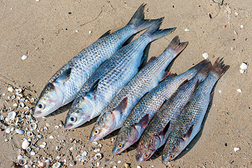 Image showing fresh brushed fish ready for cooking on a damp sand