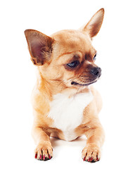 Image showing red chihuahua dog isolated on white background