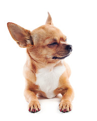 Image showing red chihuahua dog isolated on white background