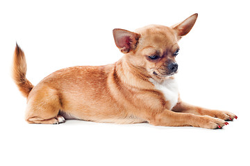 Image showing red chihuahua dog isolated on white background