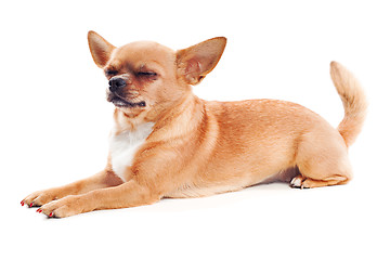 Image showing red chihuahua dog isolated on white background