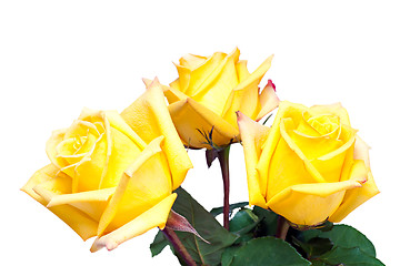 Image showing colorful flower bouquet from yellow roses isolated on white back