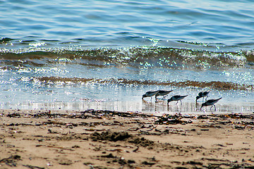 Image showing view of sea birds - sandpiper - looking for food during low tide